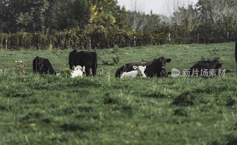 Les vaches au champs